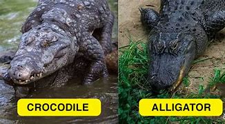 Image result for Diff Crocodile and Alligator