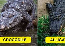 Image result for Croc vs Alligator Differences
