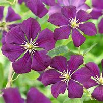 Image result for Clematis Baltyk Purple