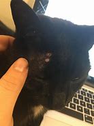Image result for White Scab On Cat