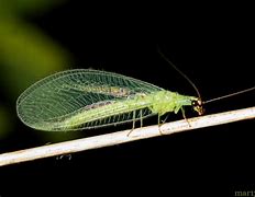 Image result for "green-lacewing"