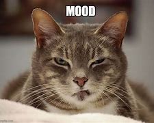 Image result for Bad Mood Cat Meme