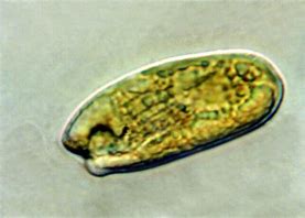 Image result for Cryptomonadales Capsule Mercury