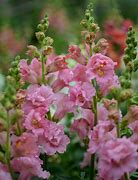 Image result for Snapdragon Bright Butterflies