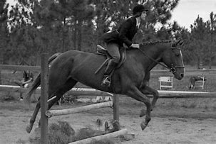 Image result for Horse Show