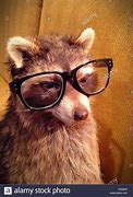 Image result for Raccoon with Glasses