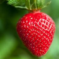 strawberry 的图像结果