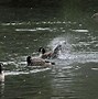 Image result for Goose Bay in Animals