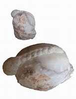 Image result for alabastrotes