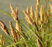 Image result for Sedge Grass Seeds