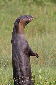 Image result for Smooth-Coated Otter