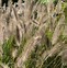 Image result for Pennisetum alopecuroides Herbstzauber