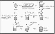 Image result for life sciences grades 12 project