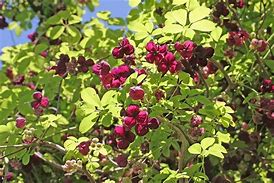 Image result for Akebia quinata