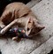 Image result for Mad Cat Catnip Toys