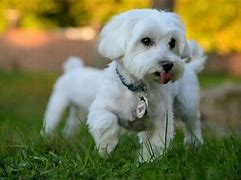 Image result for Small Loyal Dogs