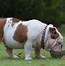 Image result for English Bulldog Eating Slop