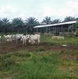 Image result for Igbo Cattle