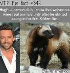 Image result for Wolverine Animal Meme