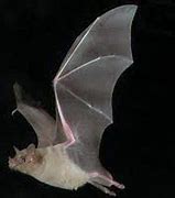 Image result for Desert Bat Flying