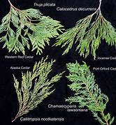 Image result for Cedar Tree Old Growth Vs. New Foliage