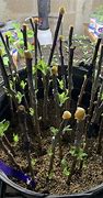 Image result for Grafting Apple Trees