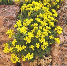 Image result for draba