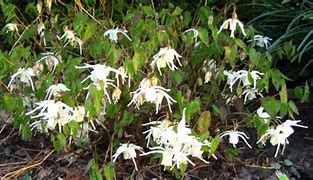 Image result for Epimedium grandiflorum Creeping Yellow