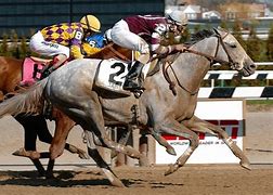 Image result for Pictures of Tapit the Race Horse