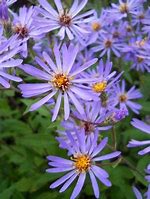 Image result for Aster macrophyllus Twilight