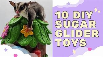 Image result for Sugar Glider Toys DIY