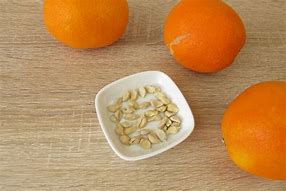 Image result for Apple and Orange Seeds