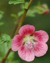 Image result for Anisodontea scabrosa Large Red