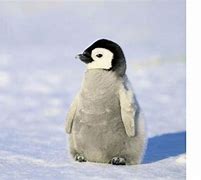 Image result for Cute Penguin Screensavers