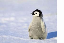 Image result for Cute Penguin Screensavers