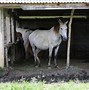 Image result for Country Horse India