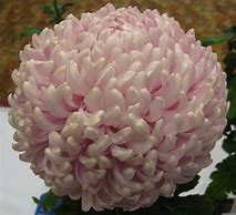 Image result for Incurve Chrysanthemum