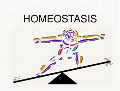 Image result for homeoatasis