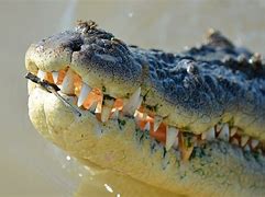 Image result for Alligator vs Crocodile Size Comparison