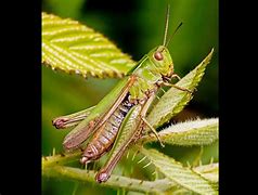 Image result for Common Green Grasshopper