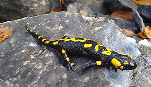 Image result for Fire Salamander