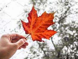 Image result for Leaves in Hand