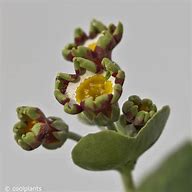 Bildergebnis für Primula auricula Rajah