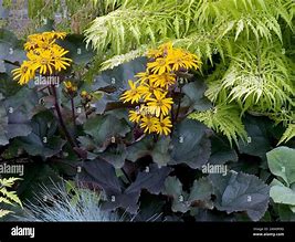 Ligularia dentata Britt Marie Crawford 的图像结果