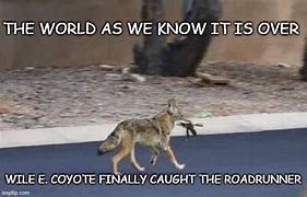 Image result for The Roadrunner and Coyote Memes