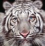 Image result for Animal Wallpaper