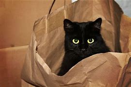 Image result for Kitten Hiding