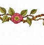 Image result for Pink Rose Page Border