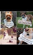 Image result for Wedding Dog Meme