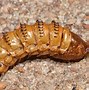 Image result for Caterpillar Pupal Cases